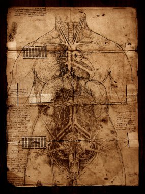 Photo of the Vitruvian Man by Leonardo Da Vinci clipart