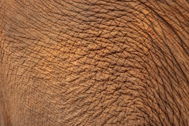 Close up of Elephant skin clipart