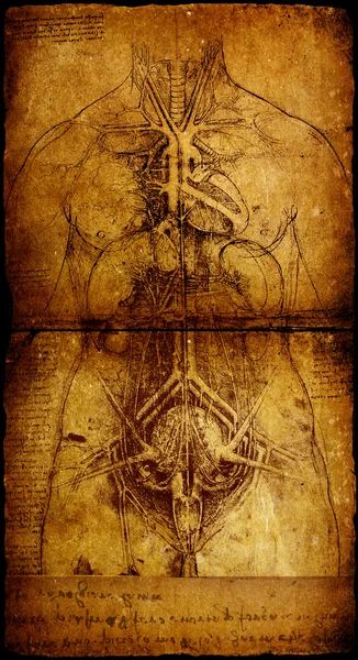 Photo of the Vitruvian Man by Leonardo Da Vinci — Stock Photo, Image