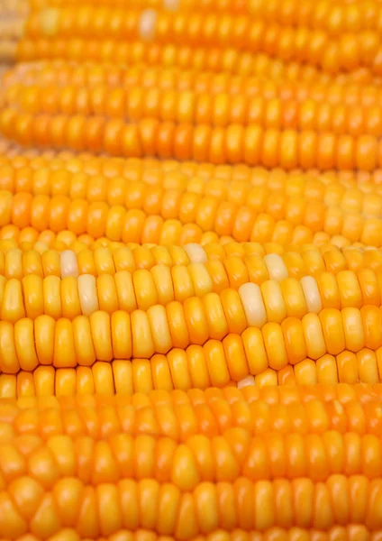 stock image Corn