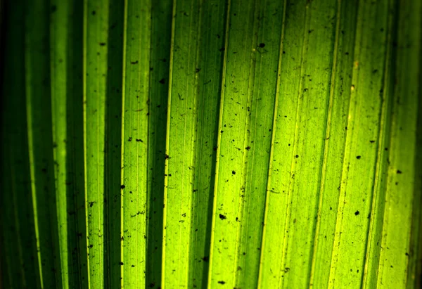 Congedo verde — Foto Stock