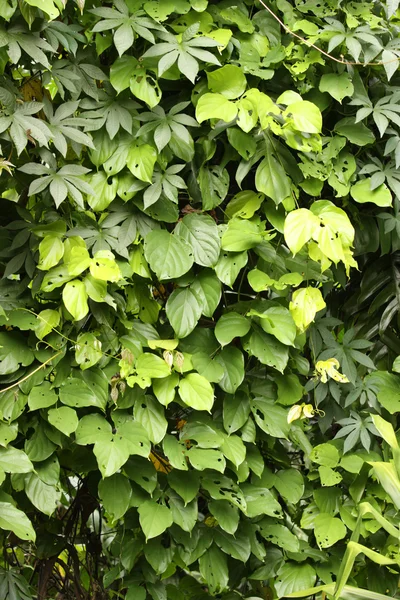 stock image Green leave