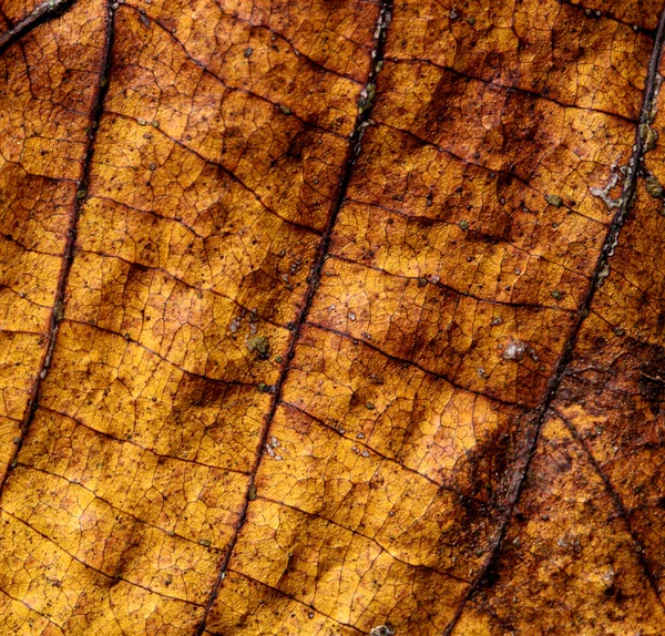 Dry leave — Stock Photo, Image