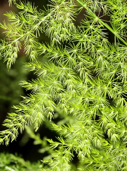 Stock image Green leave