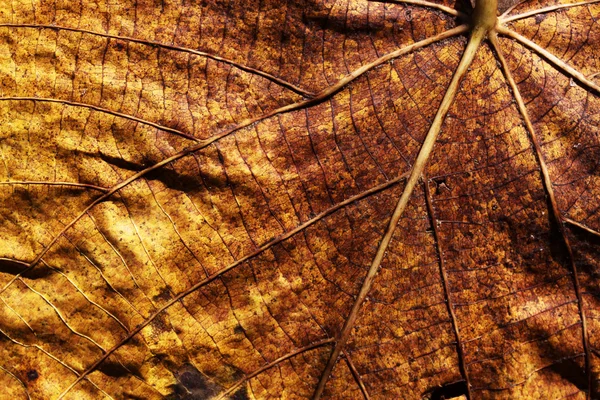 Dry leave — Stock Photo, Image