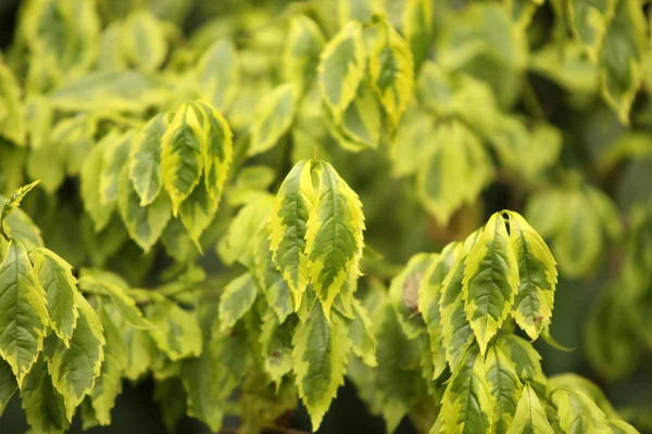 stock image Green leave