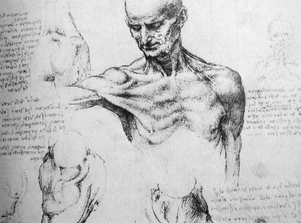Фото Витрувианского человека Леонардо да Винчи — стоковое фото