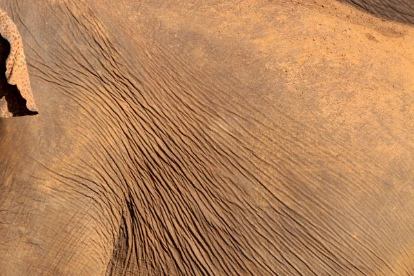 Sloní kůže — Stock fotografie
