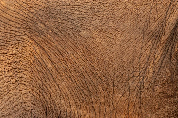 象皮のクローズ アップ — ストック写真