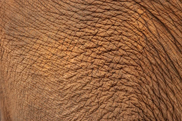 Gros plan sur la peau d'éléphant — Photo