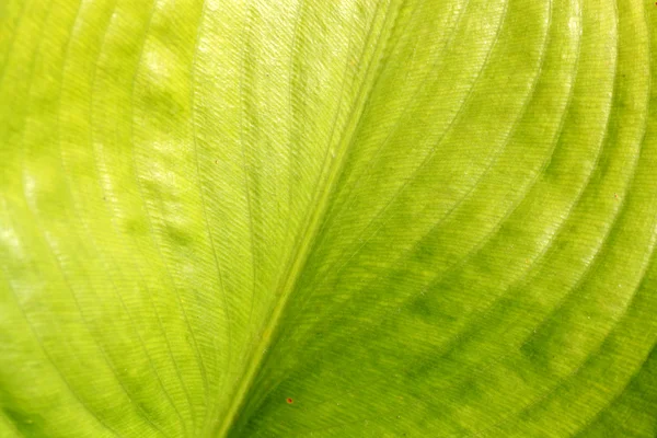 Close Green Leave — Stock Photo, Image