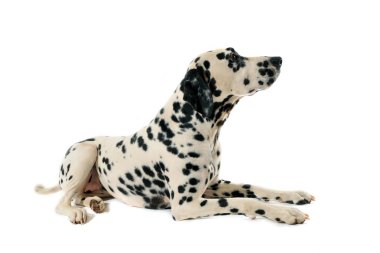 Dalmatian clipart