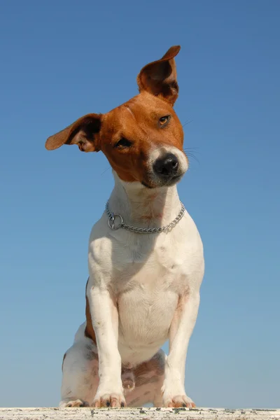 Jack russel terrier — Fotografie, imagine de stoc