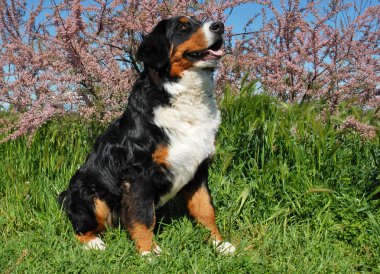 Bernese dağ köpeği