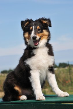 Köpek yavrusu shetland