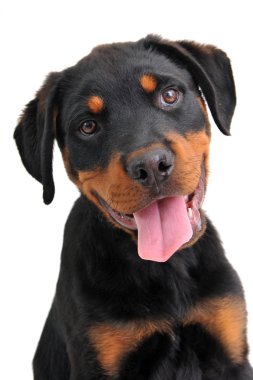 Rottweiler