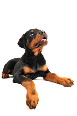 Rottweiler