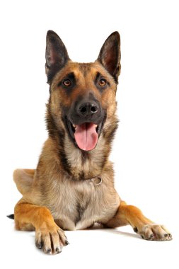 Malinois