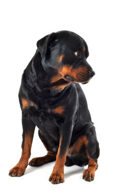 Rottweiler