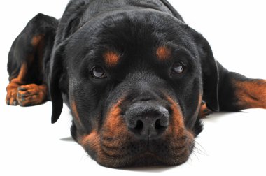 Rottweiler