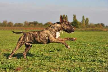 Running bull terrier clipart
