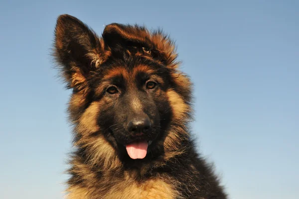 Cachorro pastor alemão — Fotografia de Stock