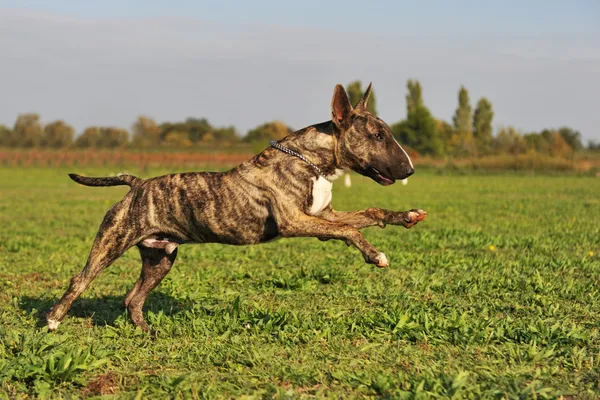 Correndo terrier touro — Fotografia de Stock