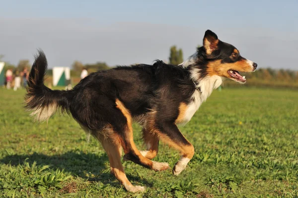 Laufender, australischer Schäferhund — Stockfoto
