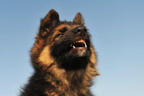 Cachorro enojado — Foto de Stock