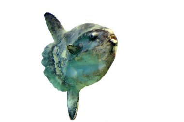 Ocean Sunfish clipart