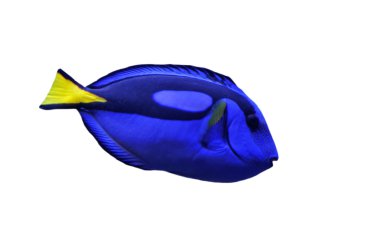 Wedgetailed Blue Tang (Paracanthurus hepatus) clipart