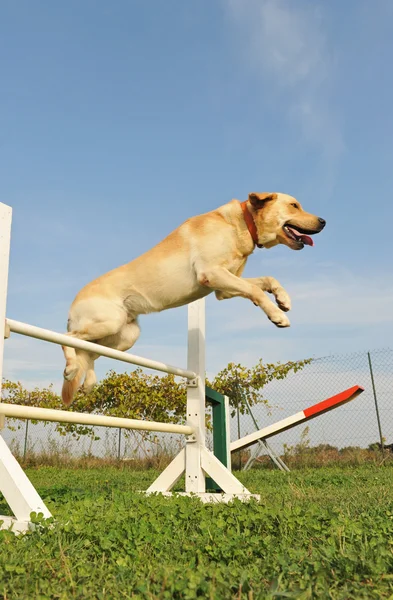 Labrador retriever w agility — Zdjęcie stockowe