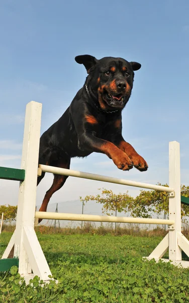 Rottweiler in agilità — Foto Stock