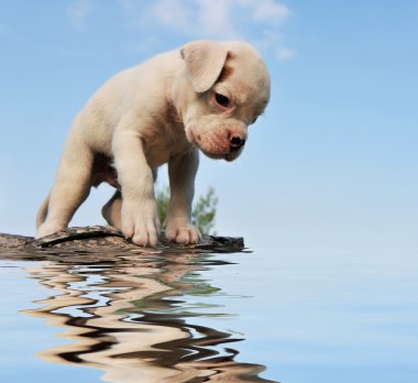 Картина, постер, плакат, фотообои "щенок боксер и вода
", артикул 4047571