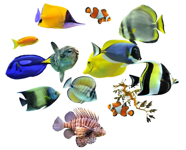 Grupo de peces — Foto de Stock