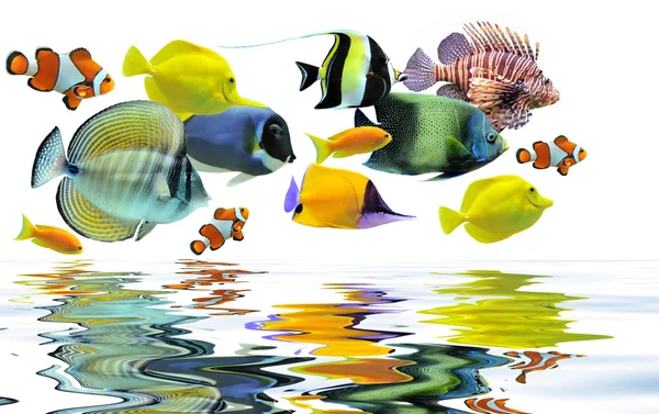 Grupo de peces — Foto de Stock
