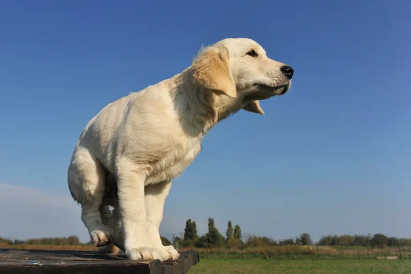 子犬のゴールデン ・ リトリーバー — ストック写真