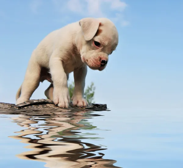 Puppy boxer and water — Stock Photo, Image