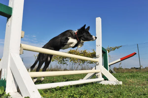 跳跃的小狗边境牧羊犬 — 图库照片