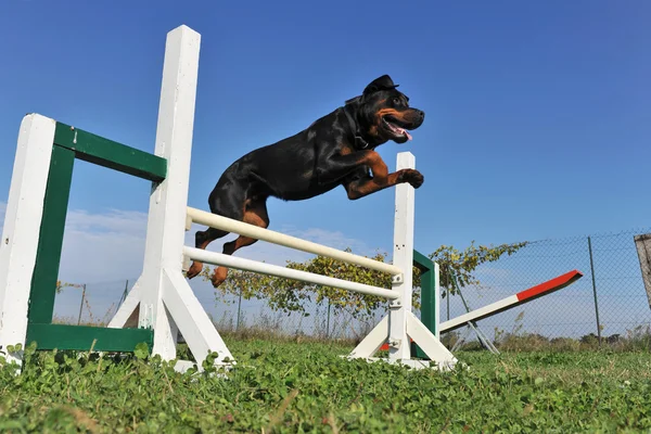 Rottweiler en agilité — Photo
