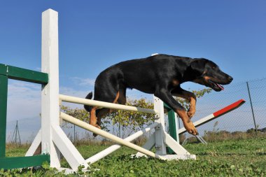 Puppy beauceron in agility clipart