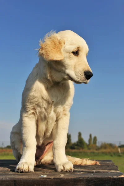 Filhote de cachorro golden retriever — Fotografia de Stock