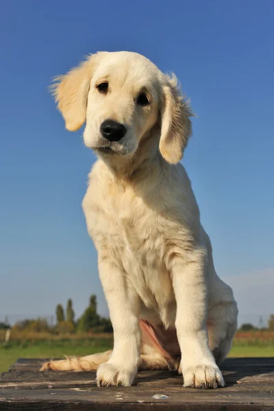 Filhote de cachorro golden retriever — Fotografia de Stock