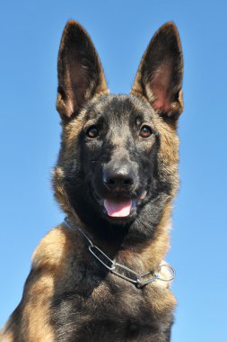 köpek yavrusu malinois