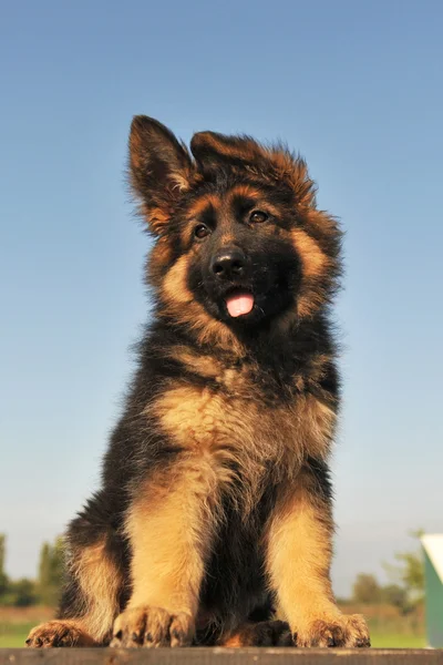 Koiranpentu Saksanpaimenkoira — kuvapankkivalokuva