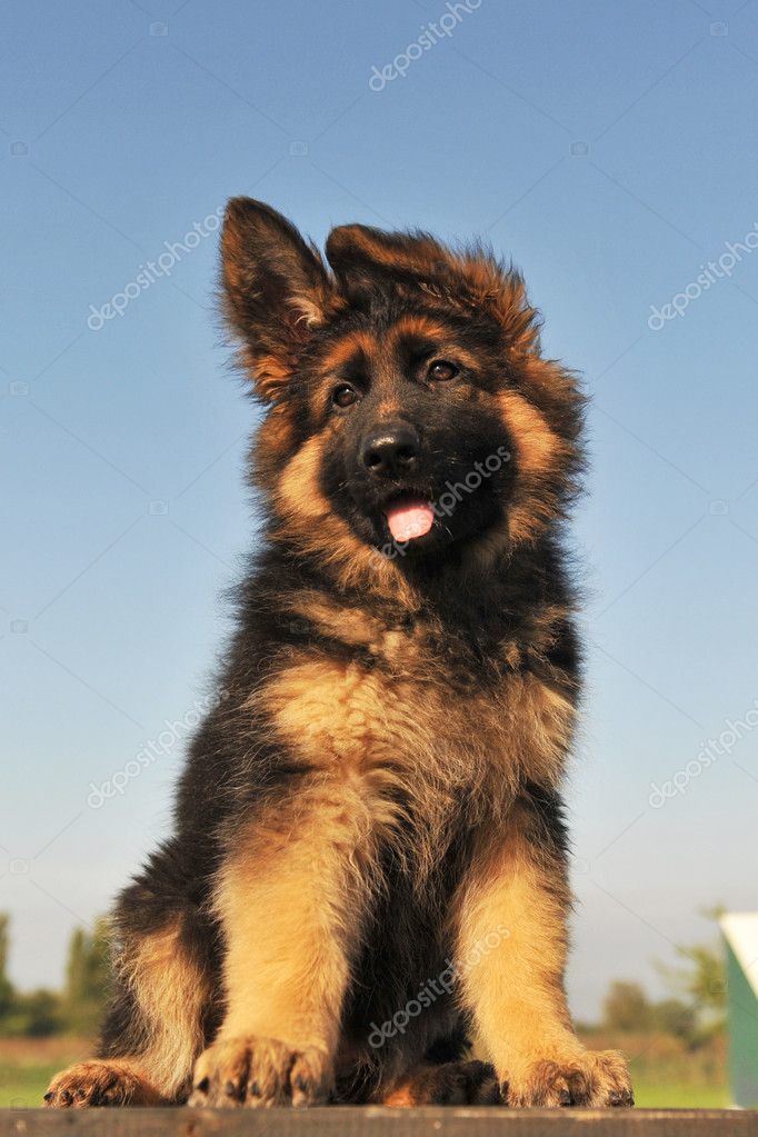 German Shepherd With Blue Eyes | lupon.gov.ph