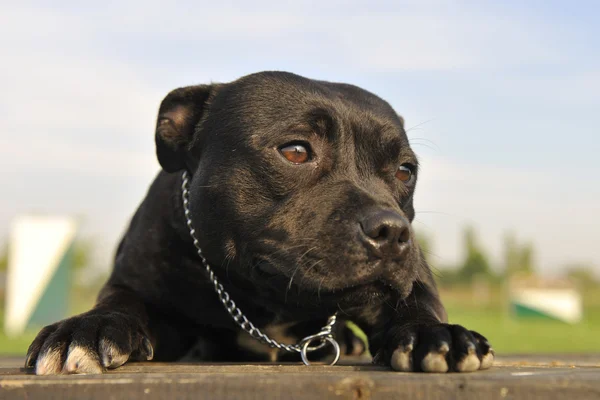 Staffordshire Bull Terrier — Stock fotografie