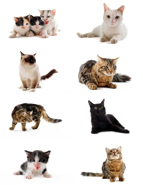 Кошки в студии — стоковое фото