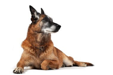 Old malinois clipart