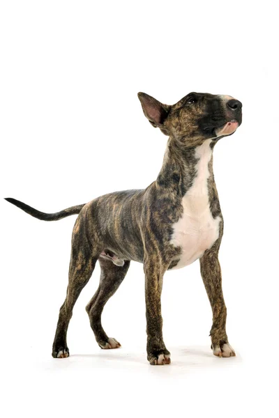 Bika terrier — Stock Fotó